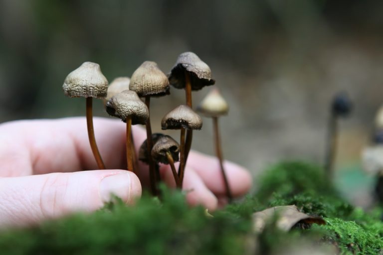 How to grow mushrooms?