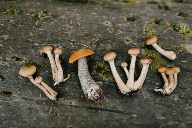 How fast do mushrooms grow?